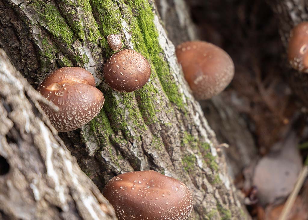 IBUCAL ツバキラボ しいたけ菌打ち 伊深 美濃加茂