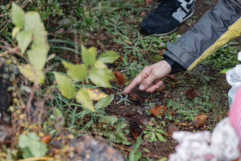 半谷美野子さん 和ハーブ 野草 IBUCAL